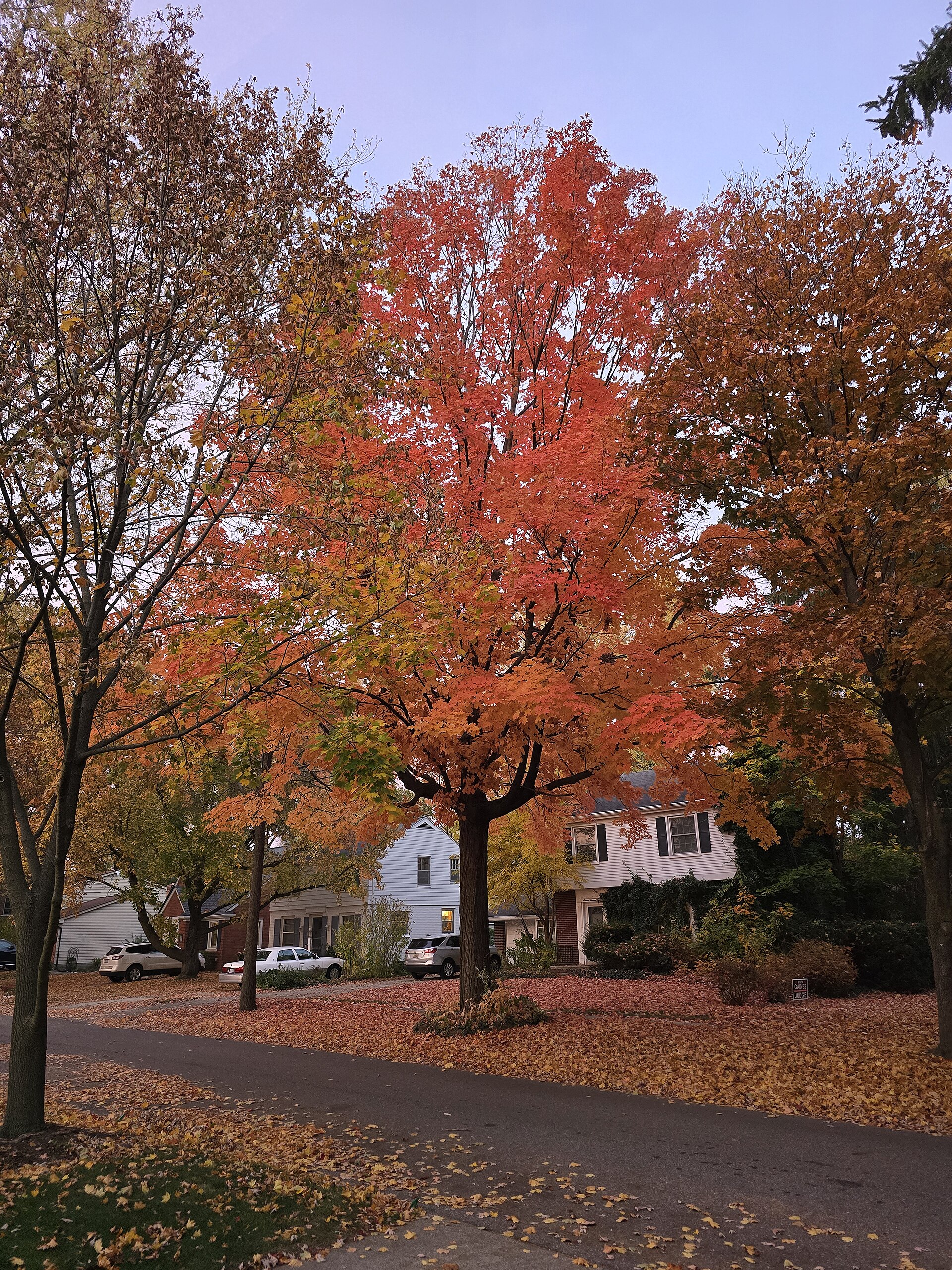Autumn foliage in Rosedale Gardens, Livonia